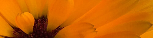 banner_oranje2